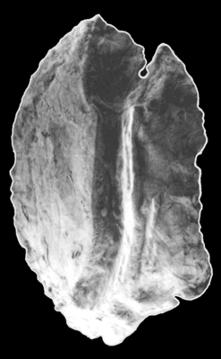 Erythrocles schlegelii (Richardson, 1846)